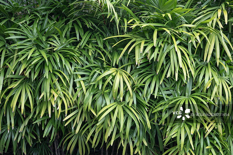 绿色叶子的真实无缝背景全景纹理图片素材