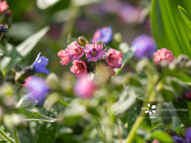 春季花园中开花的药用肺草，盛开着粉色和蓝色的漏斗形花朵，叶片上有斑点，周围环绕着宽大的绿色叶子，在自然阳光下显得格外美丽。图片素材