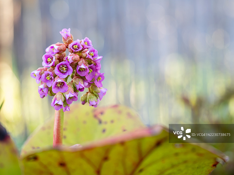 厚叶紫露草花序的特写，呈现出一簇簇鲜艳的粉色杯状花朵和可见的雄蕊，拍摄于早春绽放时的柔和自然光下。图片素材