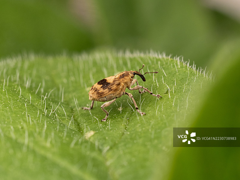 Tapeinotus sellatus象鼻虫栖息在毛茸茸的绿色叶子边缘的特写镜头图片素材