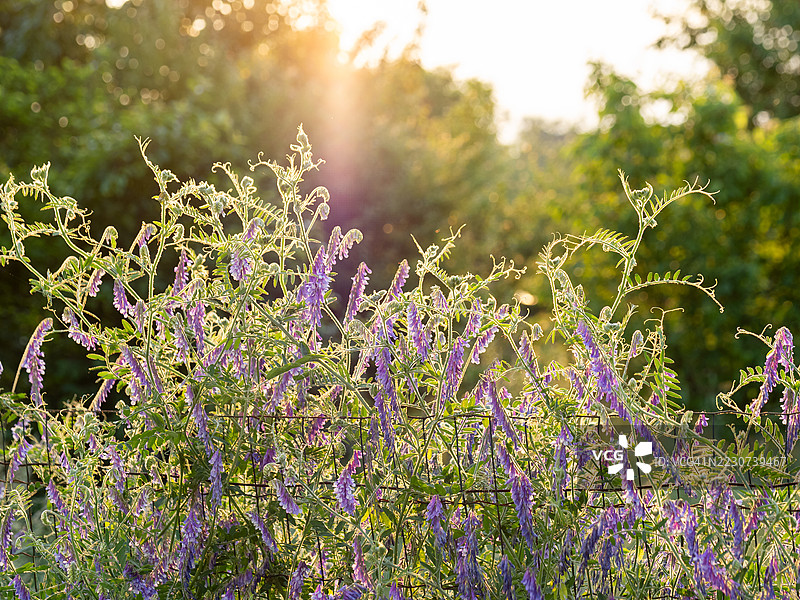 紫色的毛豌豆花（Vicia villosa）在花园网格上蔓延，背后是金色的夕阳，映照在日落时分的野花草地上。图片素材