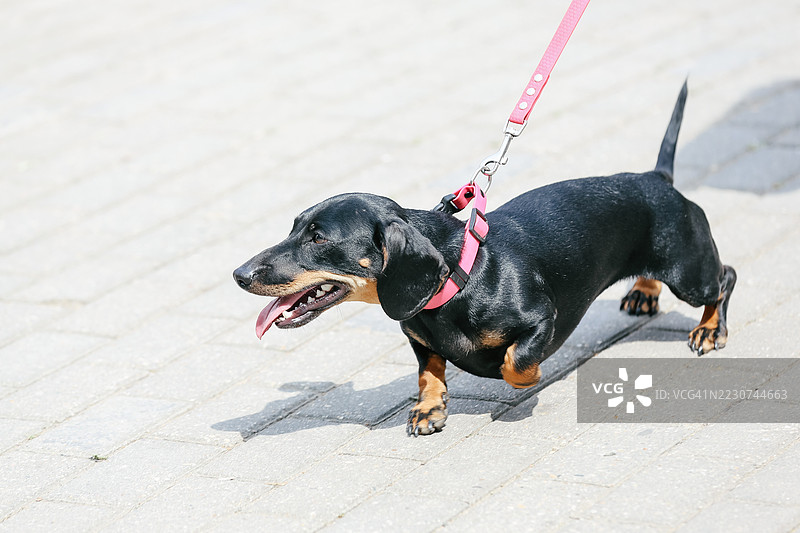 成年黑色腊肠犬牵着宠物绳在户外散步，伸出舌头并朝一旁看，阳光明媚的夏日。图片素材
