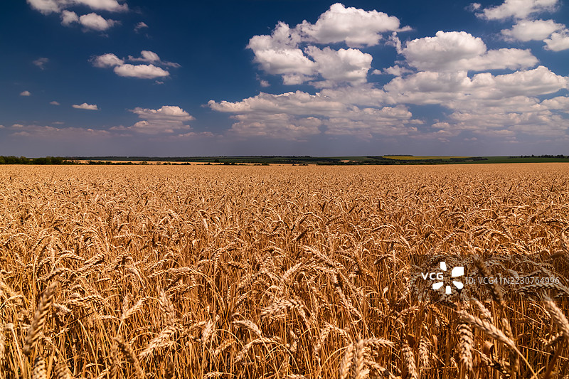 夏日田野上的小麦图片素材
