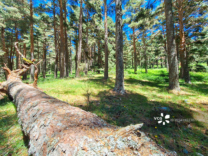 松树林图片素材