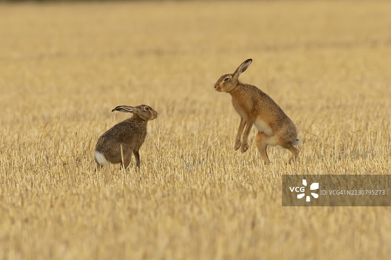 欧洲棕兔（Lepus europaeus）两只成年兔子在夏季的英格兰农田秸秆地里打斗图片素材