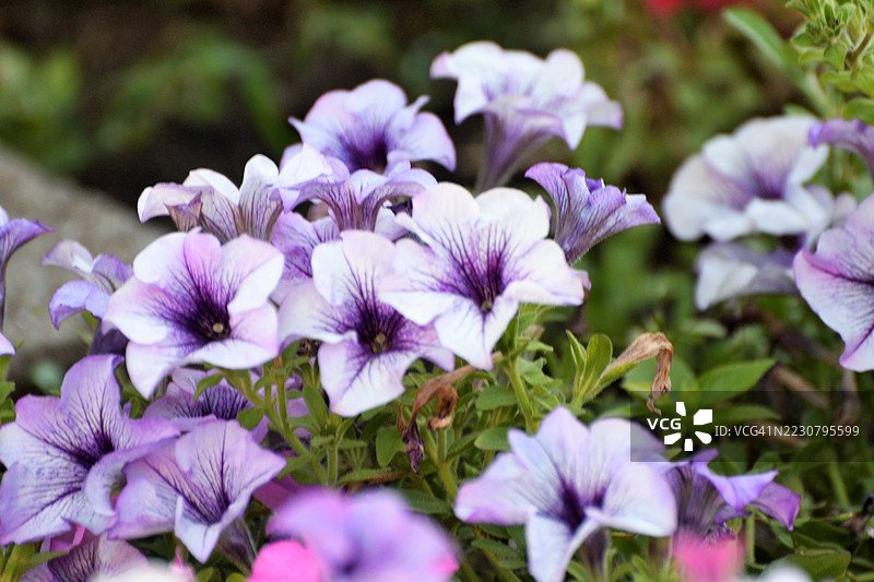 矮牵牛：最受欢迎的年度花坛花卉之一图片素材