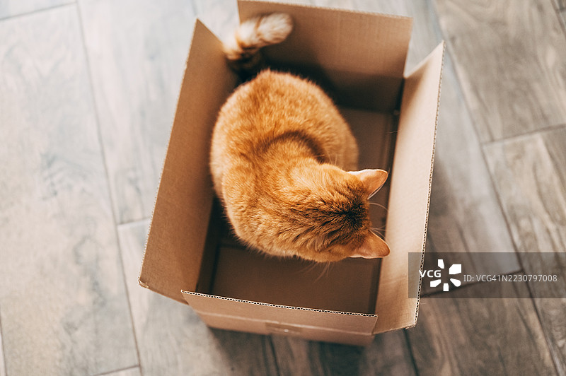 好奇的猫咪在看纸箱里有什么。图片素材