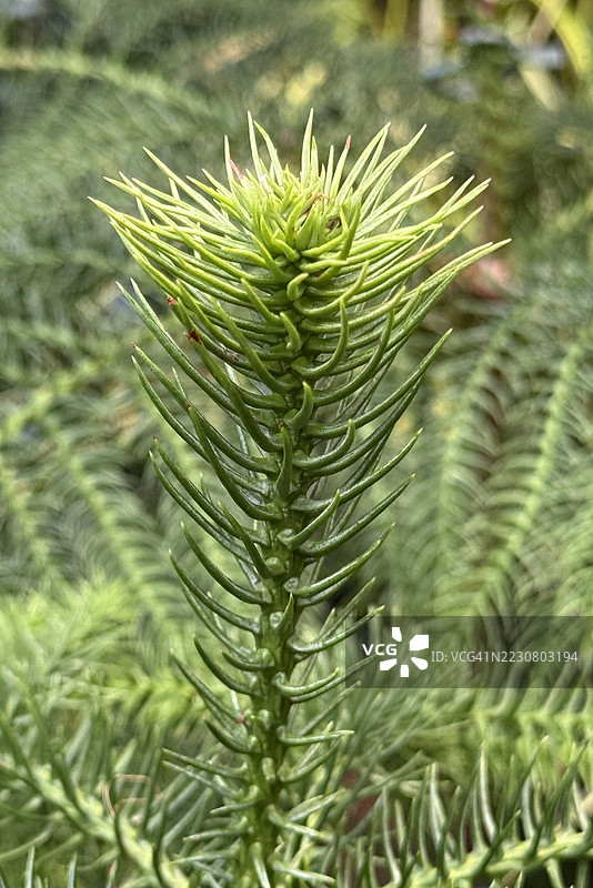 猴面包树（阿劳卡里亚·阿劳卡纳）幼苗特写图片素材
