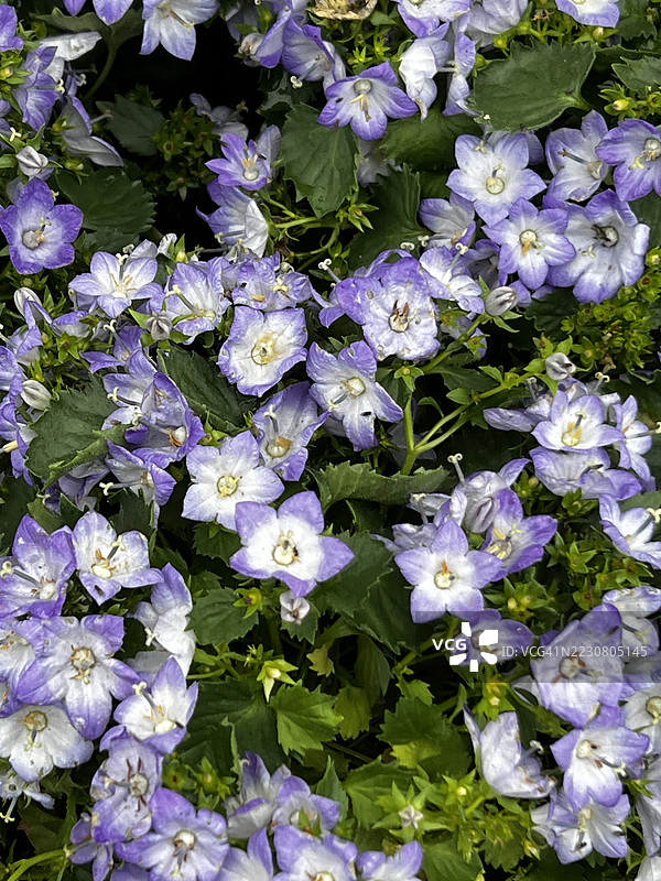 意大利钟花（Campanula isophylla）植物盛开的蓝白色花朵特写图片素材