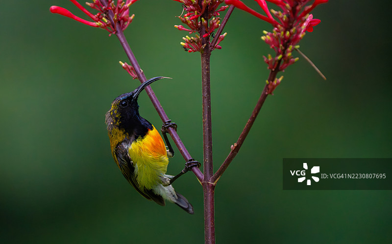 火烈鸟（Aethopyga flagrans）在花朵上采蜜图片素材