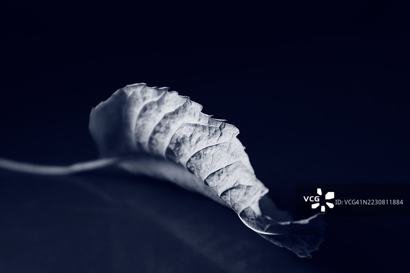 深色背景上的卷曲秋叶特写图片素材