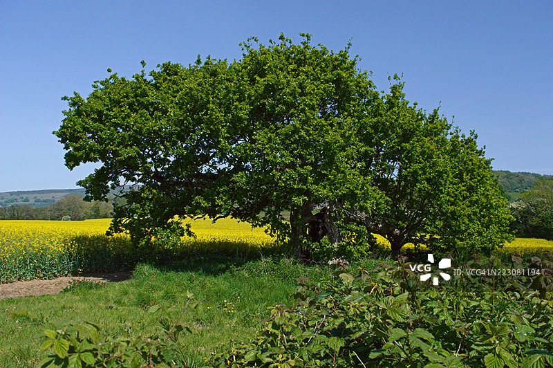 郁郁葱葱的绿色树木在明亮的黄色田野下，蓝天清澈，英国图片素材