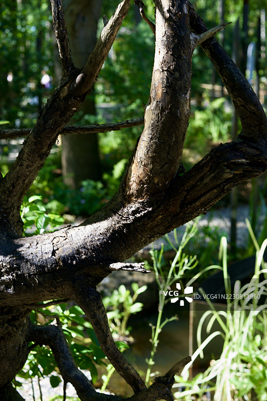 阳光照耀下的郁郁葱葱森林中的树干图片素材