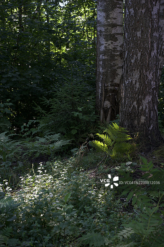 阳光透过郁郁葱葱的森林树木洒下。图片素材