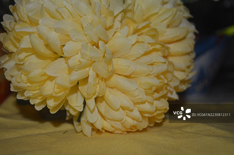 桌子上的黄色菊花特写图片素材
