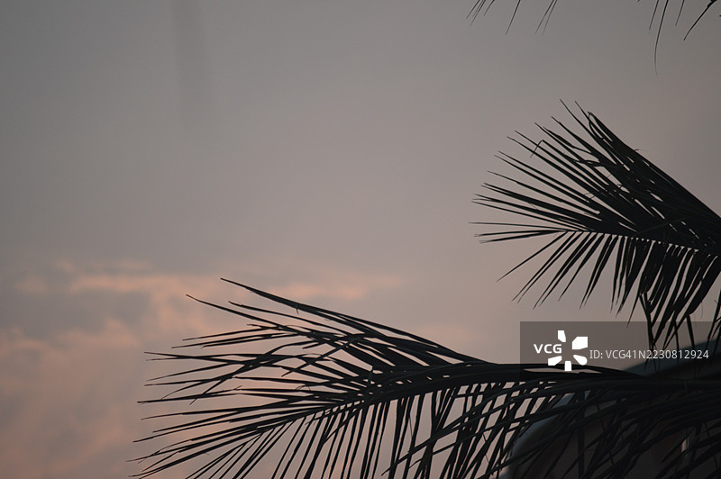 夕阳天空下棕榈树枝的剪影图片素材