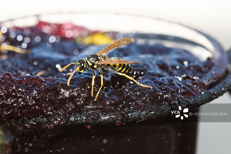 欧洲纸黄蜂在黄鹂喂食器上吃果冻图片素材