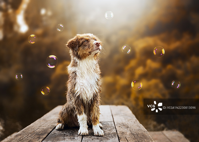 澳大利亚牧羊犬小狗坐在木桌上，周围有肥皂泡泡图片素材