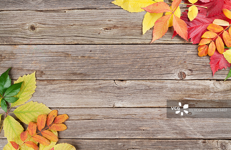 五彩斑斓的秋叶在木质背景上图片素材