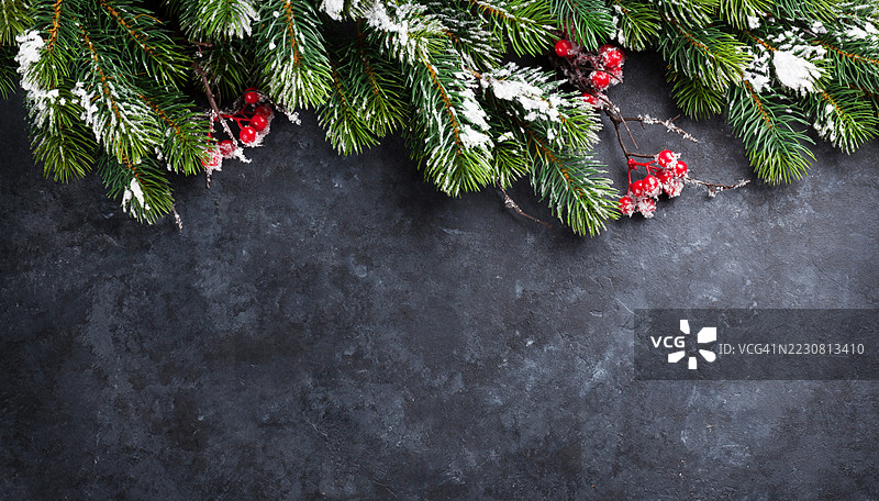 黑色背景上的雪松树枝与红色浆果图片素材