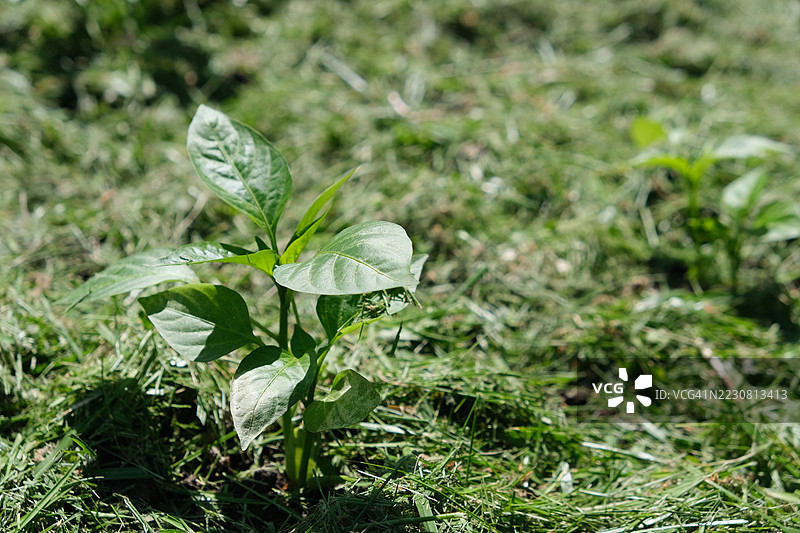 年轻植物在覆盖了 mulch 的菜床上生长图片素材