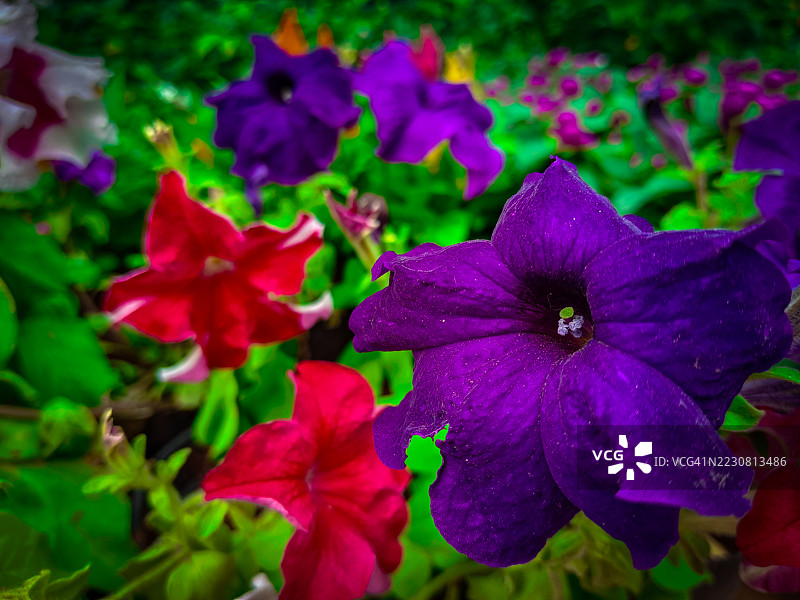 盛开的鲜艳矮牵牛花图片素材