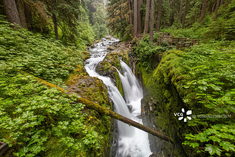 美国华盛顿州安吉利斯港，郁郁葱葱的森林中雄伟的瀑布倾泻而下图片素材