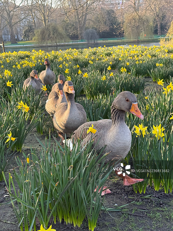 在伦敦圣詹姆斯公园中，鹅在水仙花间漫步图片素材