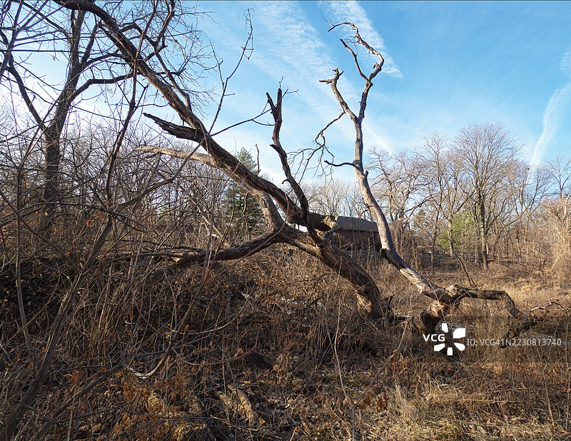 冬季森林中的倒下树木，西德莫因斯，美国图片素材