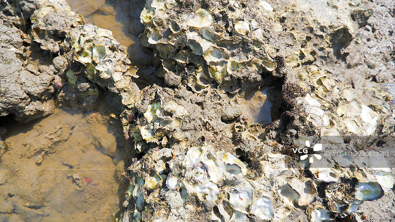 海岸潮汐区的牡蛎壳和泥岩图片素材