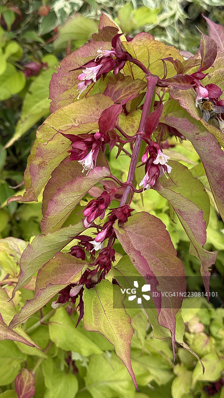 喜马拉雅忍冬（Leycesteria Formosa）植物盛开的花朵特写图片素材