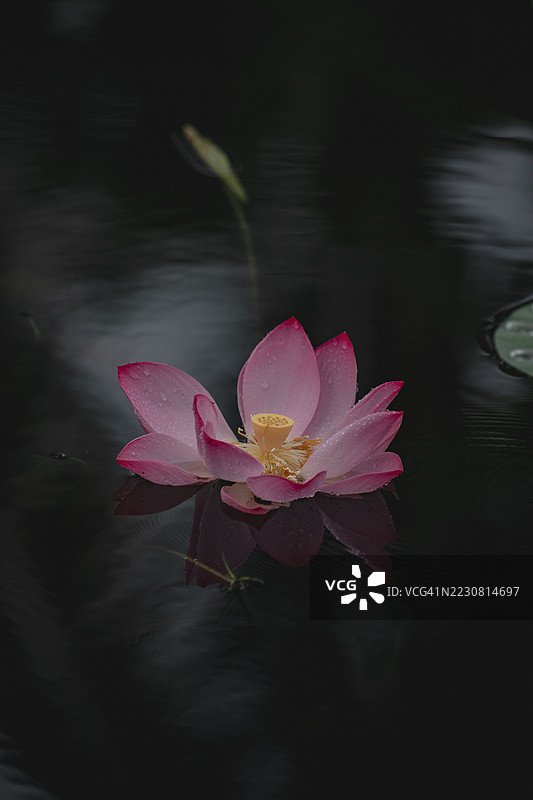 水面上盛开的莲花图片素材