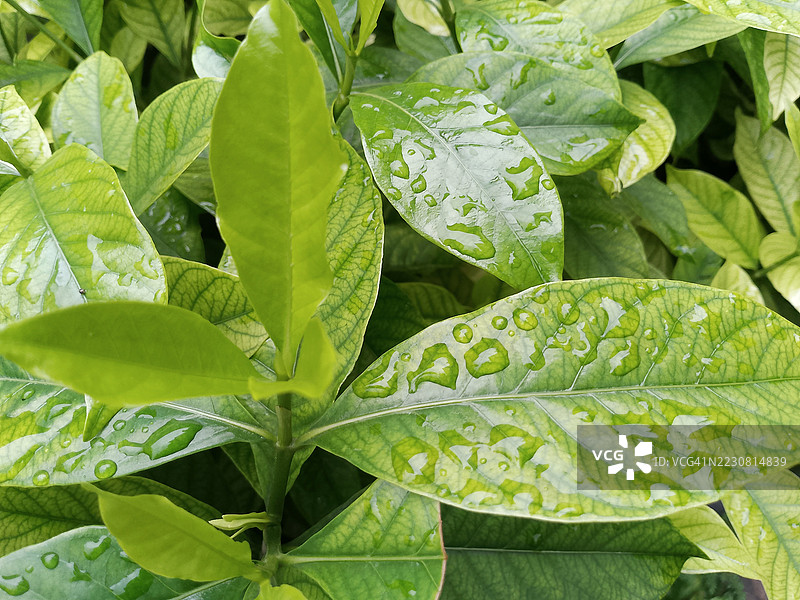 雨季中带水珠的新鲜绿叶图片素材