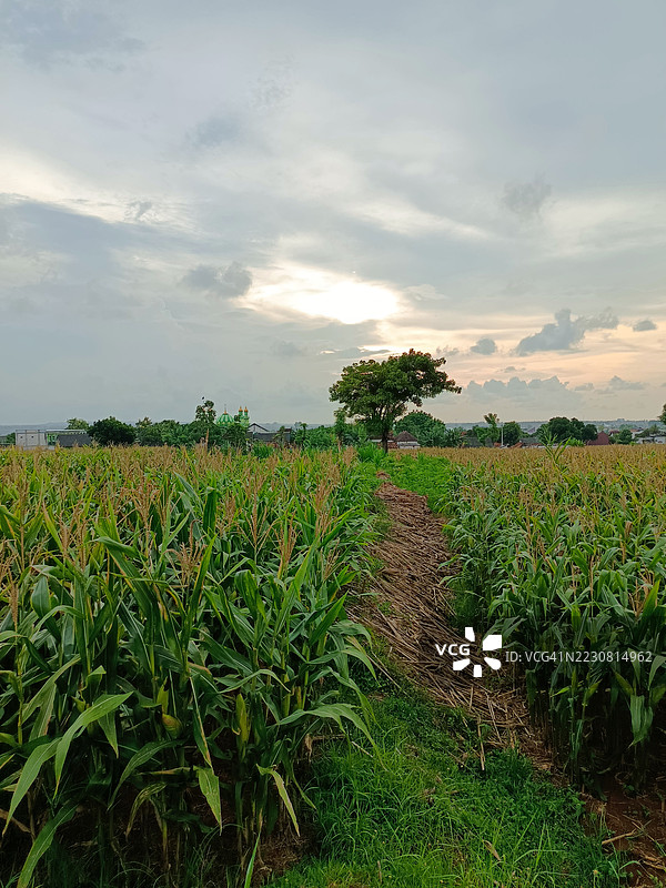 印度尼西亚的日落玉米田与孤独的树木图片素材