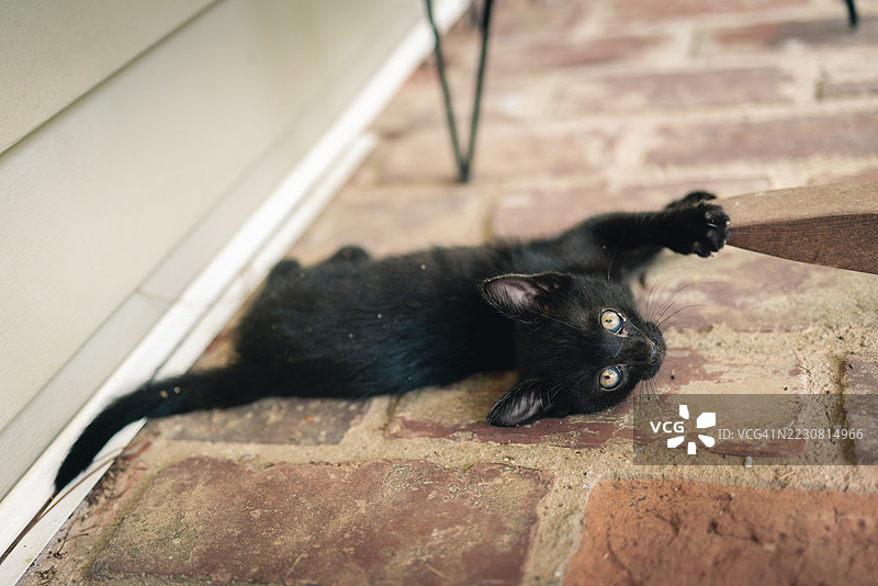 顽皮的黑色小猫躺在砖石露台上图片素材