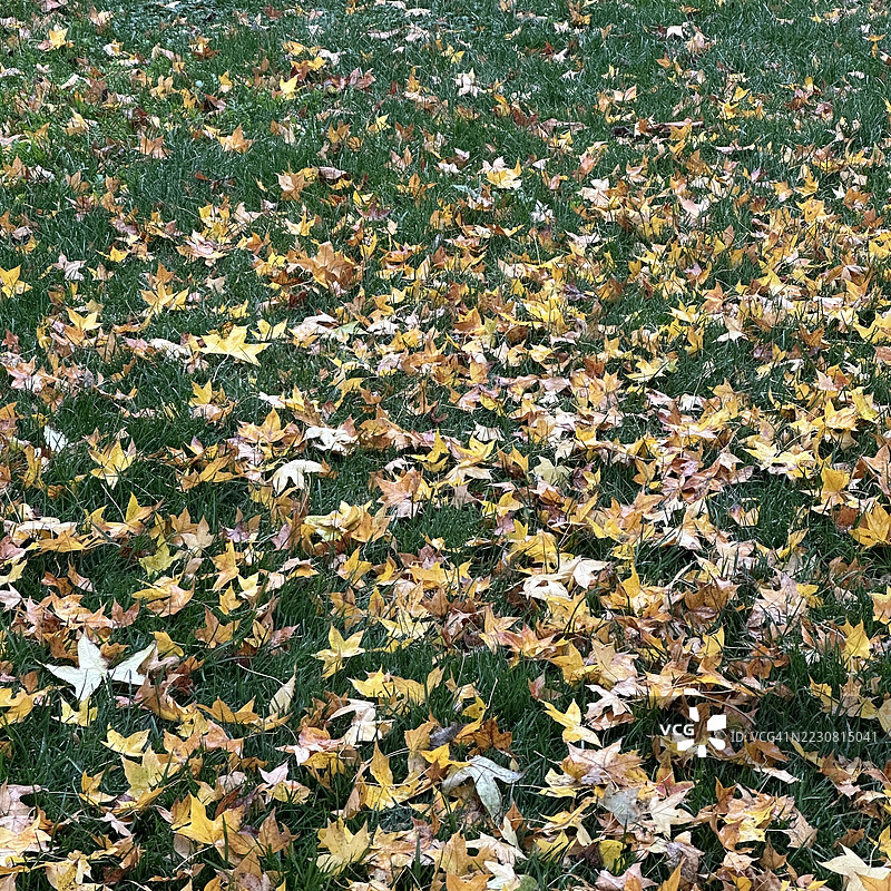 秋天的树叶散落在草地上图片素材