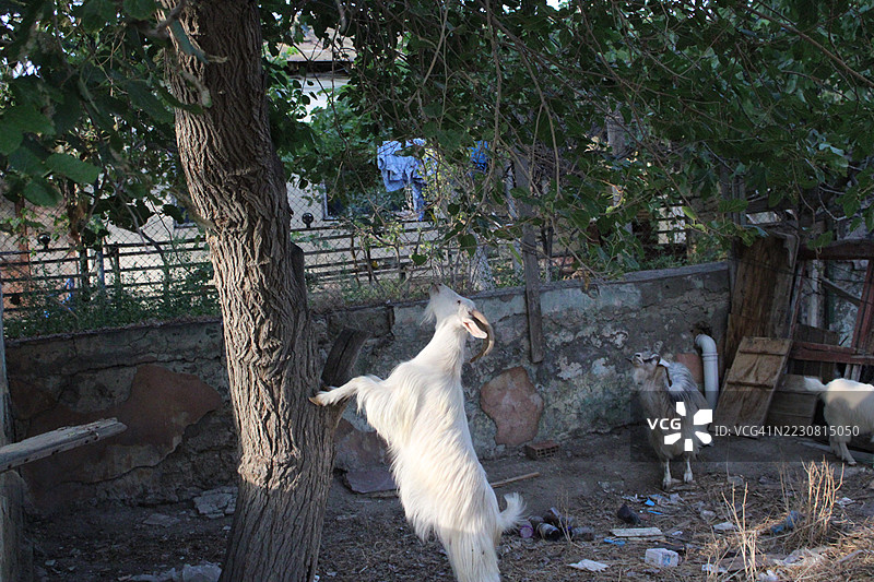 乡村农场院子里的山羊在吃草图片素材