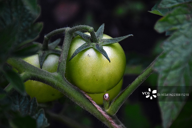 花园中藤上生长的绿色番茄图片素材