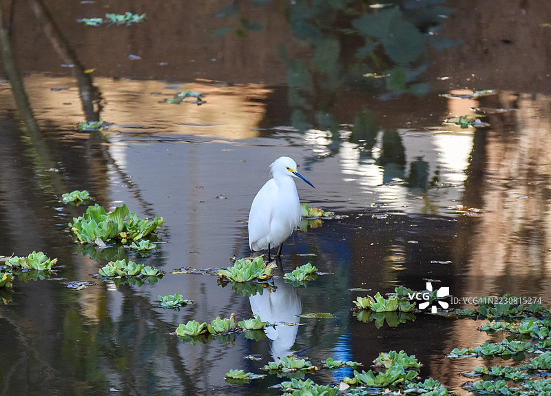 孤独的白鹭站在倒影的池塘中图片素材
