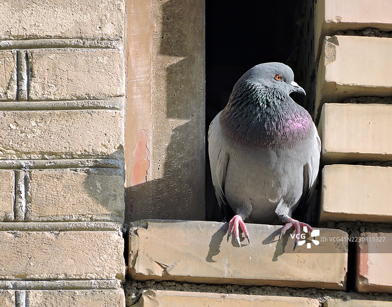 栖息在阳光照耀的砖墙上的鸽子图片素材