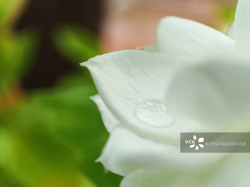 白玫瑰特写，花瓣上沾满露珠图片素材