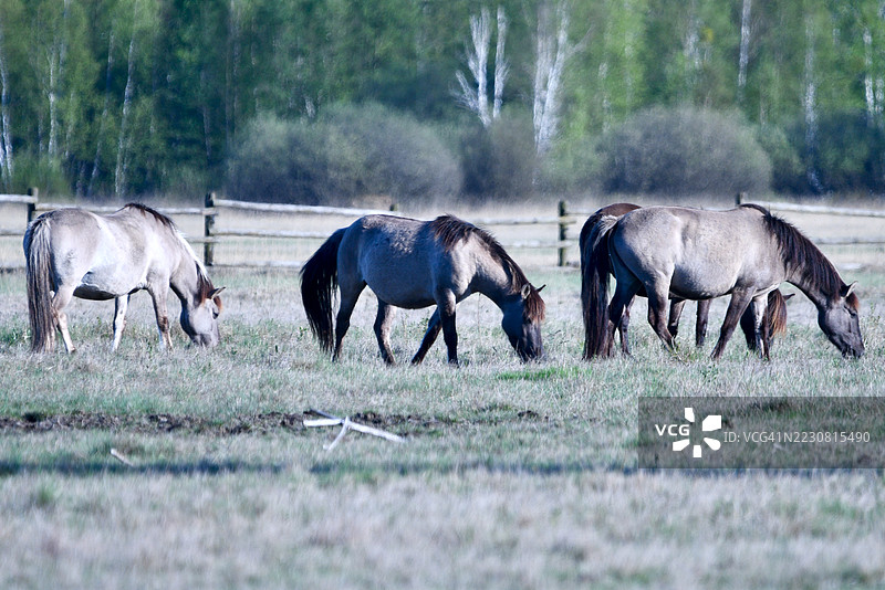 野马在草地上吃草图片素材