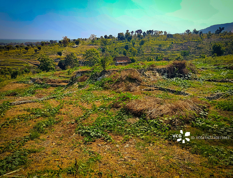 印度尼西亚乡村风景中的梯田图片素材
