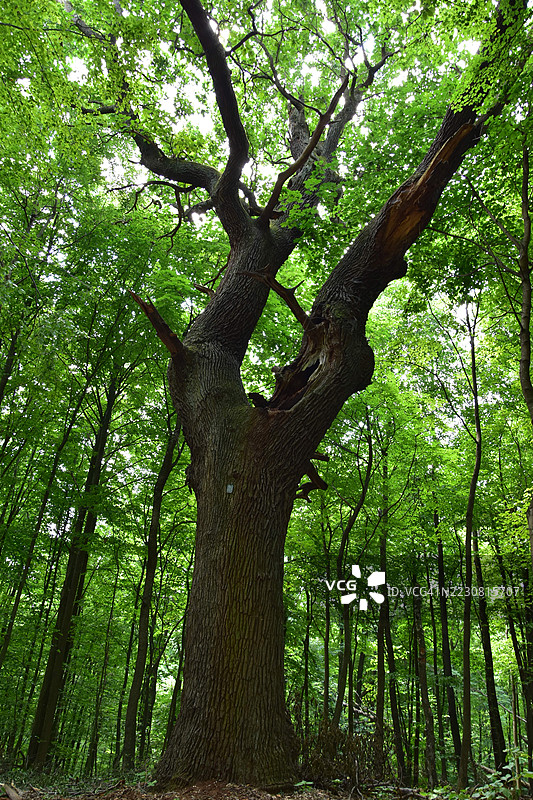 雄伟的橡树在郁郁葱葱的森林中图片素材