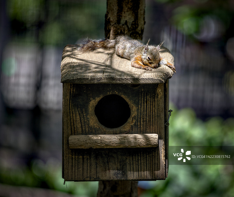 阳光明媚的花园里，松鼠在鸟屋上休息图片素材