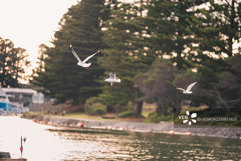 日落时分，海鸥在水面上空翱翔，背景是树木，澳大利亚波特费里。图片素材