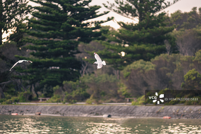 海鸥在水面上空飞翔，背景是日落时分的树木，澳大利亚波特费里。图片素材