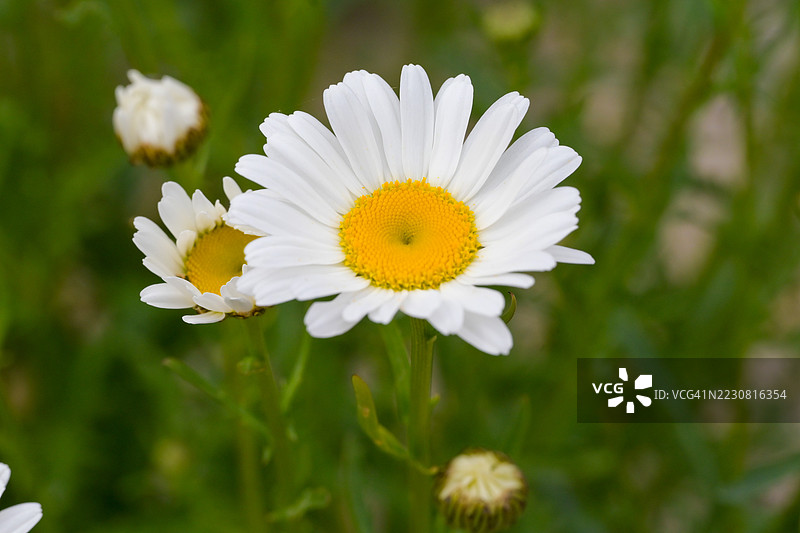 花园中盛开的雏菊特写图片素材