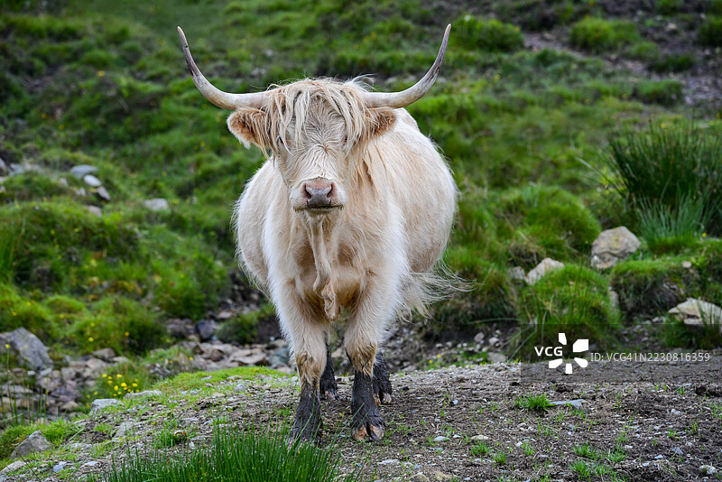 苏格兰风景中的高地牛图片素材