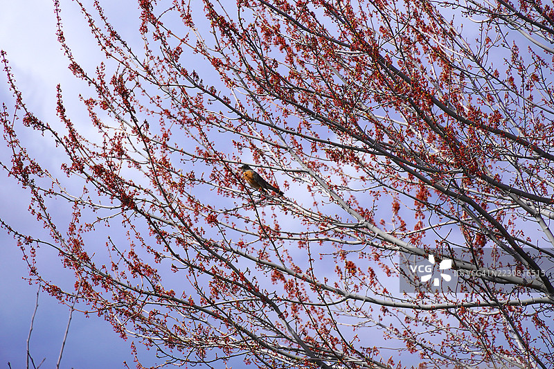春天里栖息在盛开树枝上的知更鸟图片素材